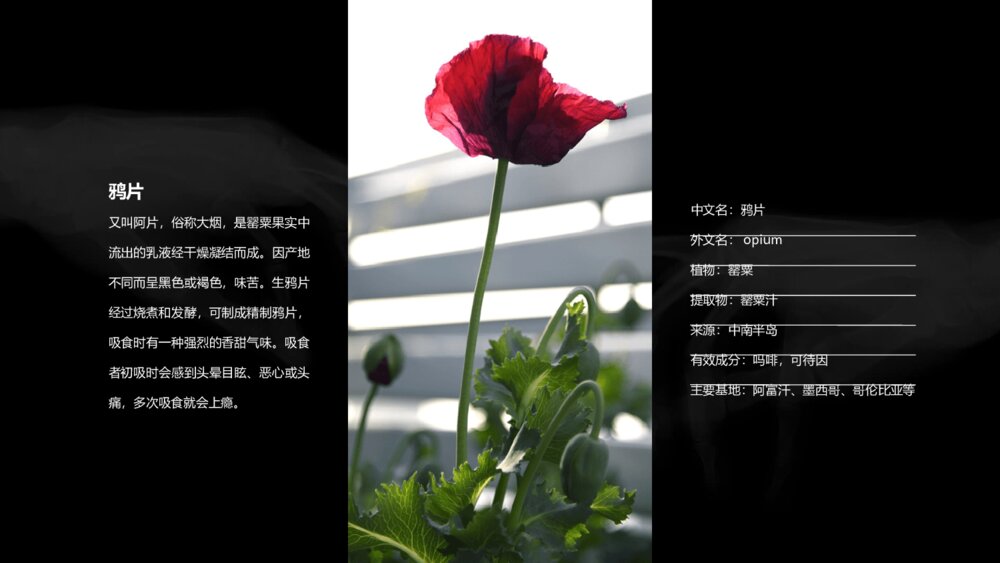 拒绝毒品禁毒教育课件PPT模板6