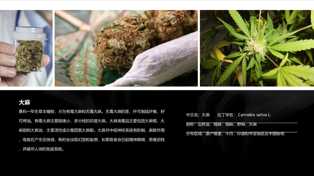 拒绝毒品禁毒教育课件PPT模板8