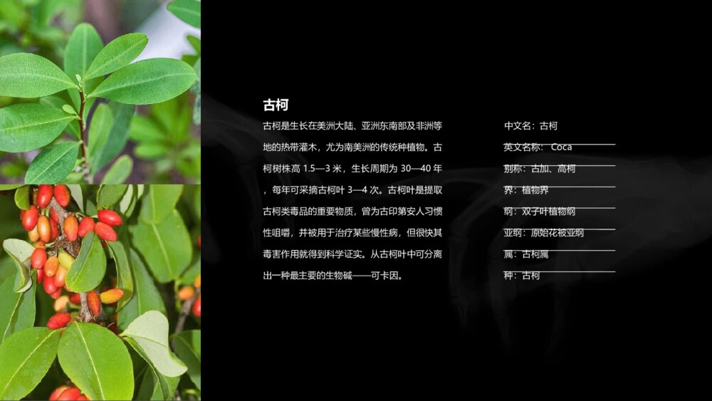 拒绝毒品禁毒教育课件PPT模板9