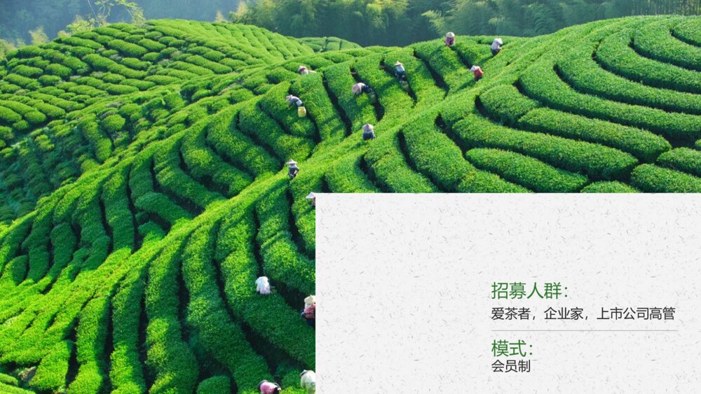 大气专业中国风茶叶茶园高端PPT模板5
