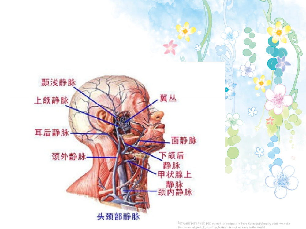 cvc置管与护理ppt课件下载7