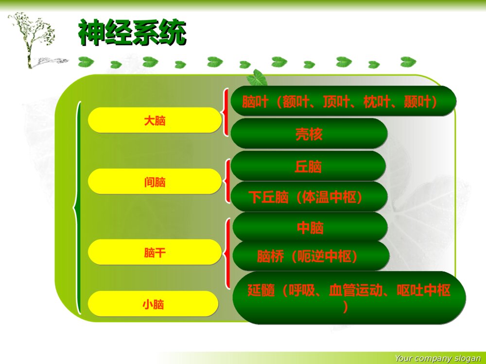 神经内科基础知识护理培训ppt课件下载6