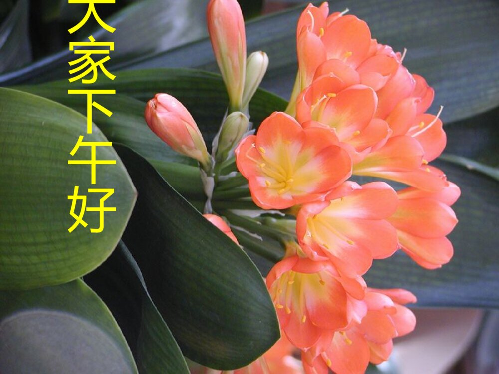 先天性晶状体半脱位患儿的护理查询ppt课件下载1