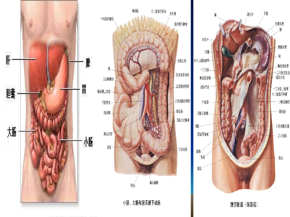 腹部空腔脏器穿孔(破裂)护理ppt课件5