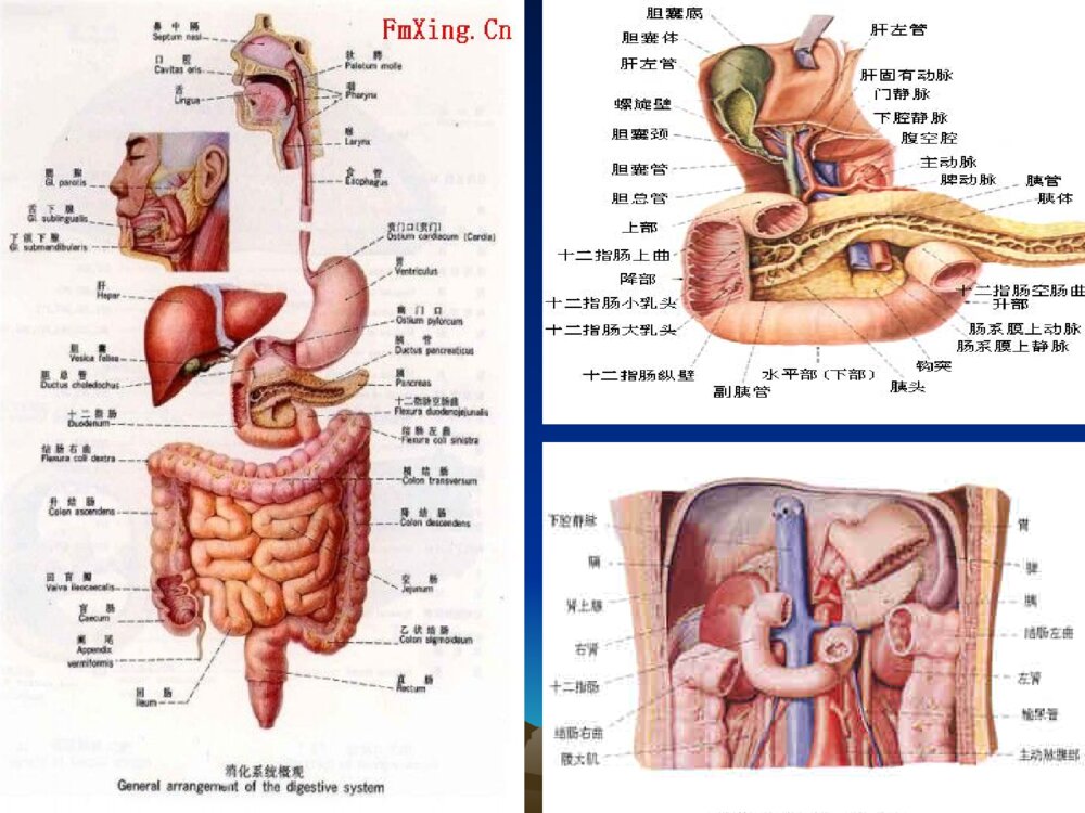 腹部空腔脏器穿孔(破裂)护理ppt课件6