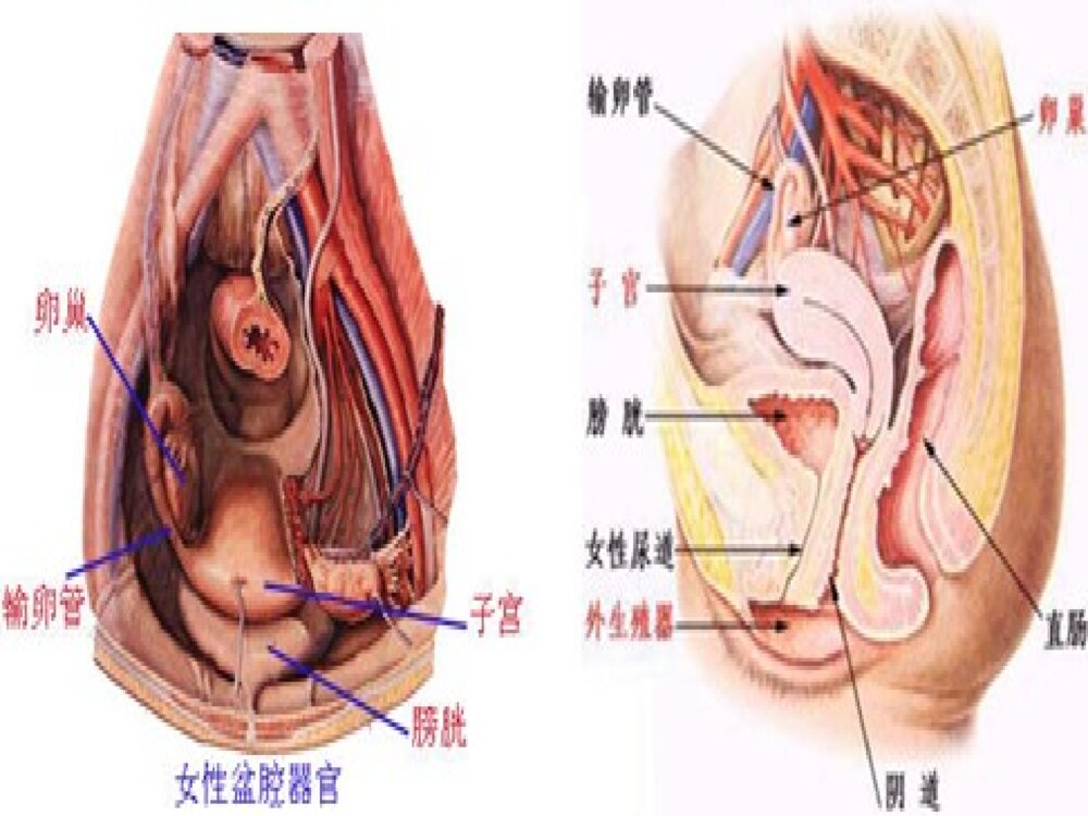腹部空腔脏器穿孔(破裂)护理ppt课件8