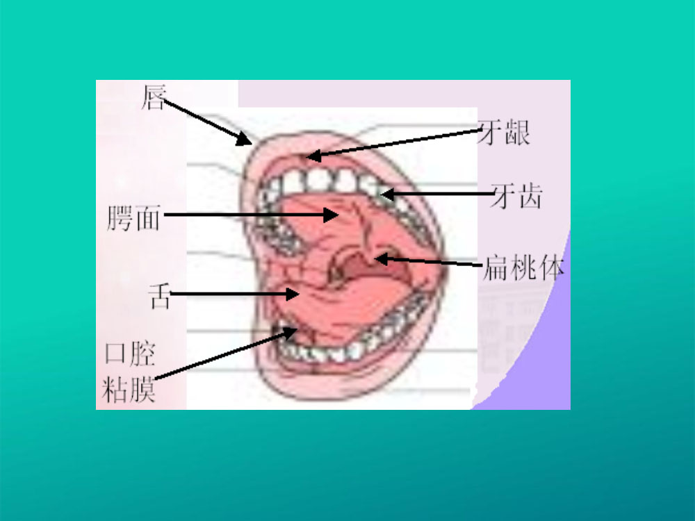 口腔护理培训ppt课件下载9
