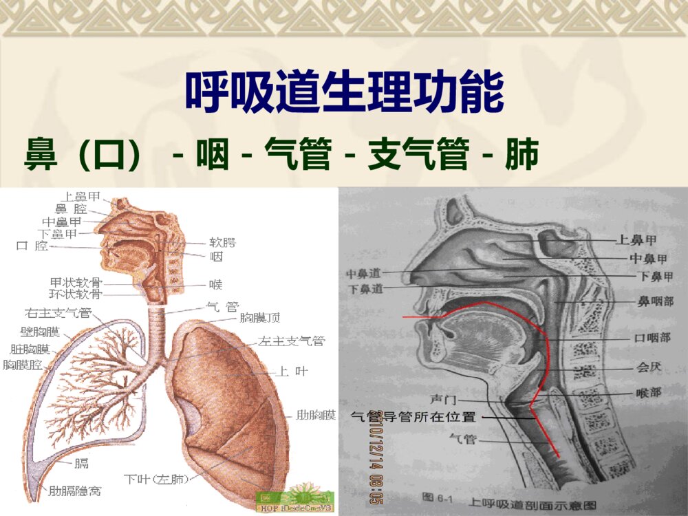 气管切开的术后护理ppt课件下载3