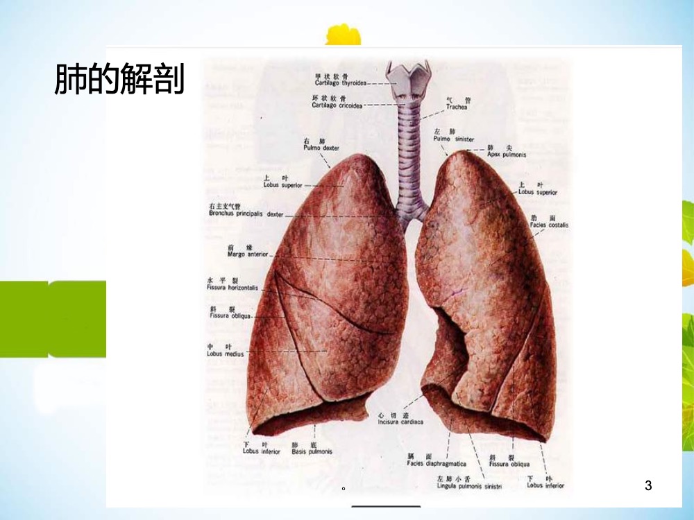 肺癌患者术后的护理ppt课件下载3