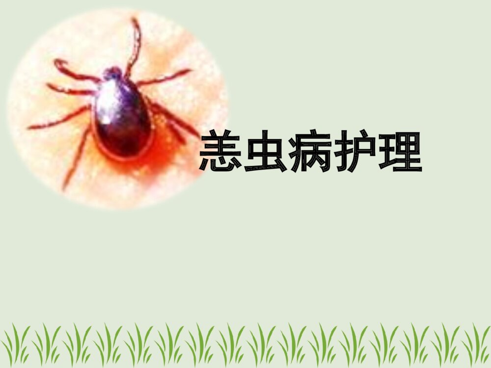 恙虫病的护理及案例ppt课件下载1