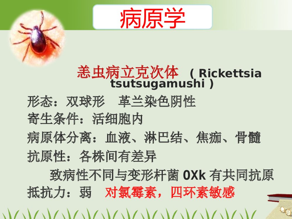 恙虫病的护理及案例ppt课件下载6