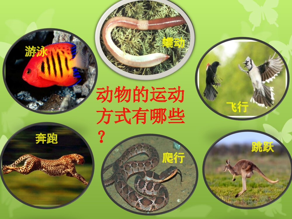 动物的运动和行为 第一ppt动物的运动2