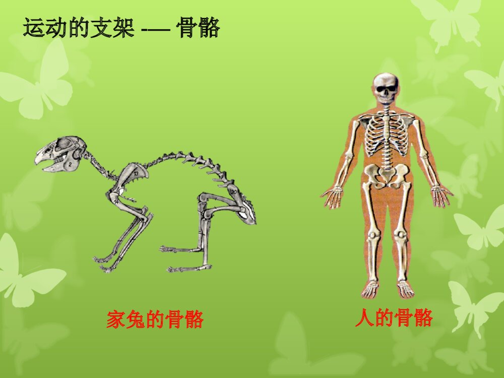 动物的运动和行为 第一ppt动物的运动4