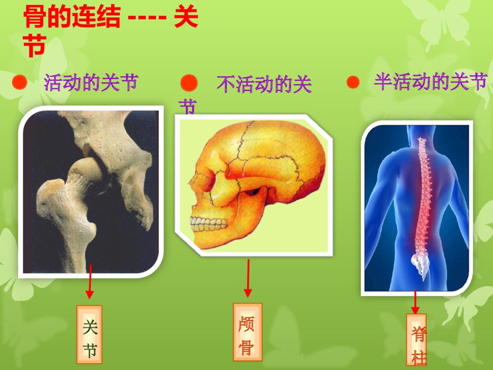 动物的运动和行为 第一ppt动物的运动5