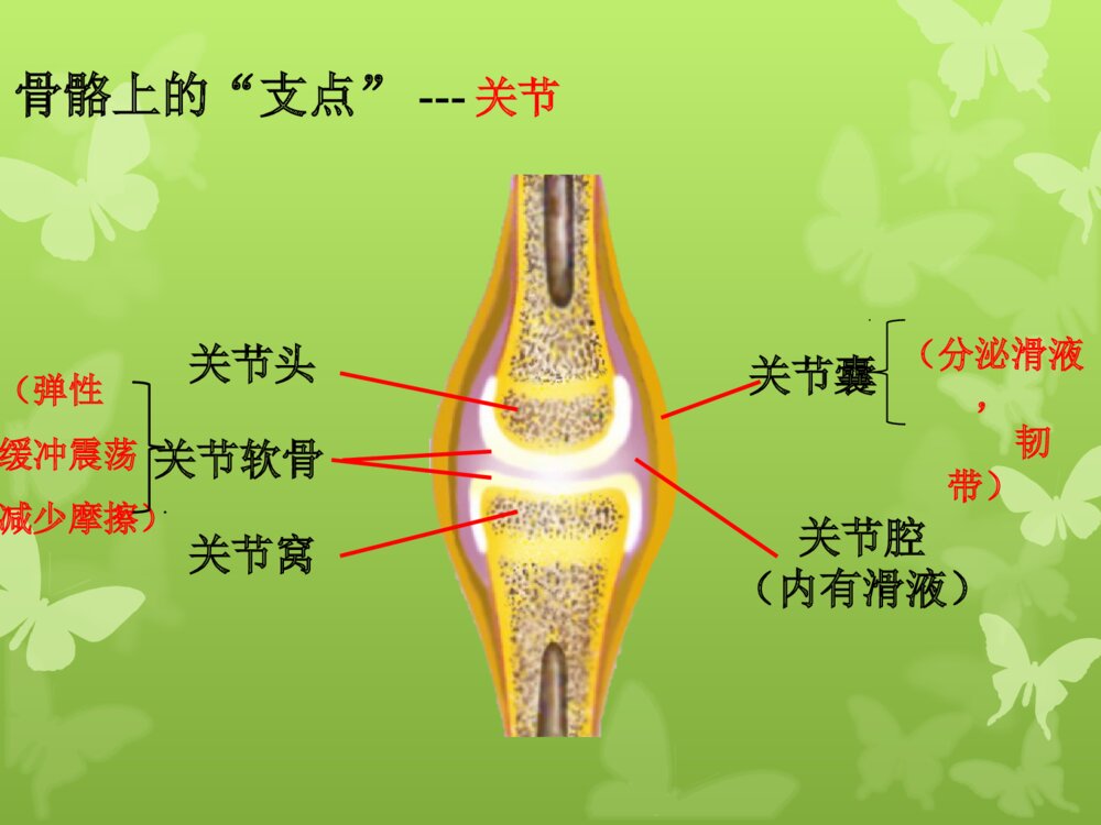 动物的运动和行为 第一ppt动物的运动6