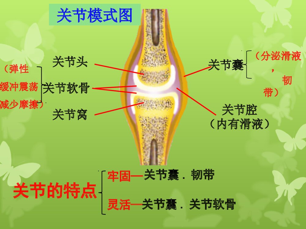 动物的运动和行为 第一ppt动物的运动7