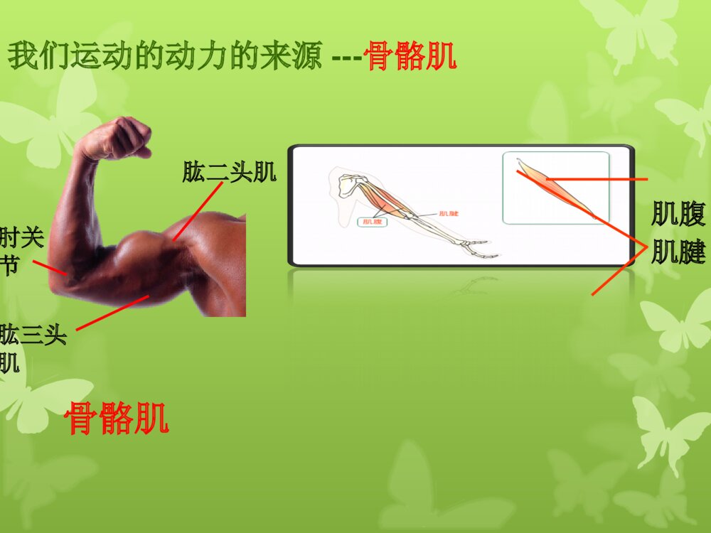 动物的运动和行为 第一ppt动物的运动8