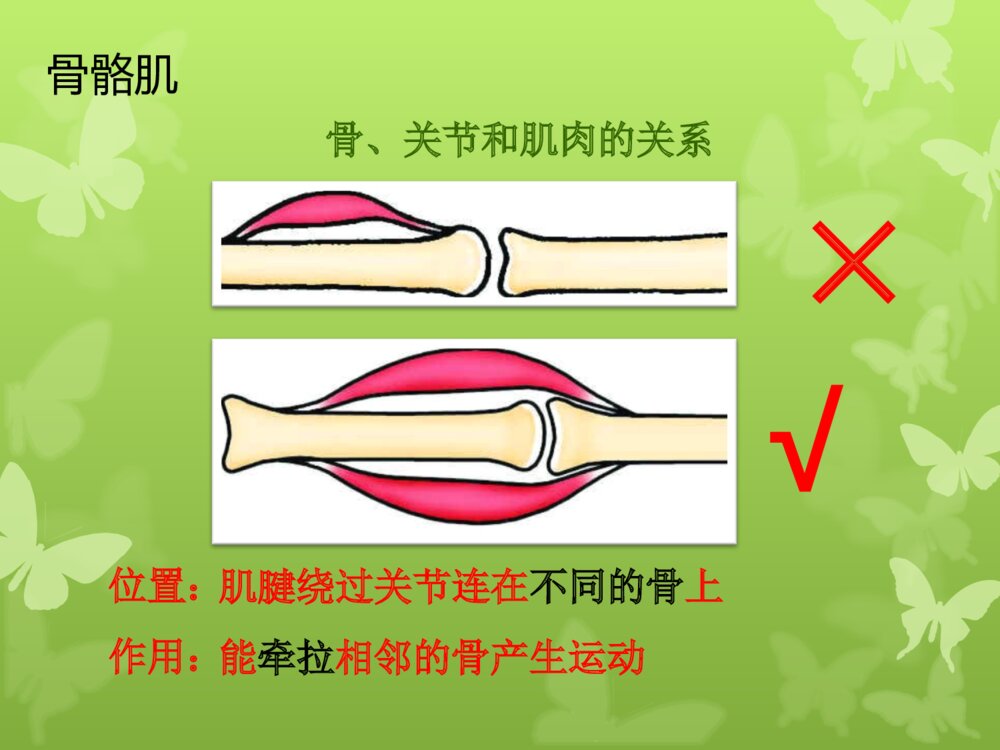 动物的运动和行为 第一ppt动物的运动9