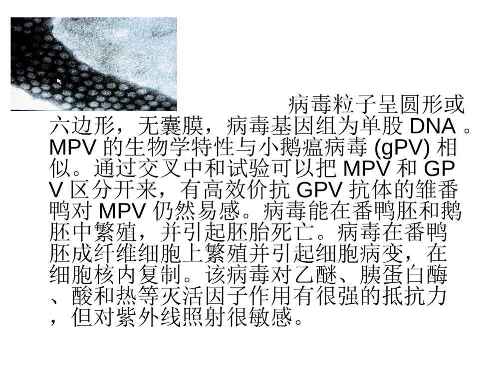 番鸭细小病毒病ppt课件下载2