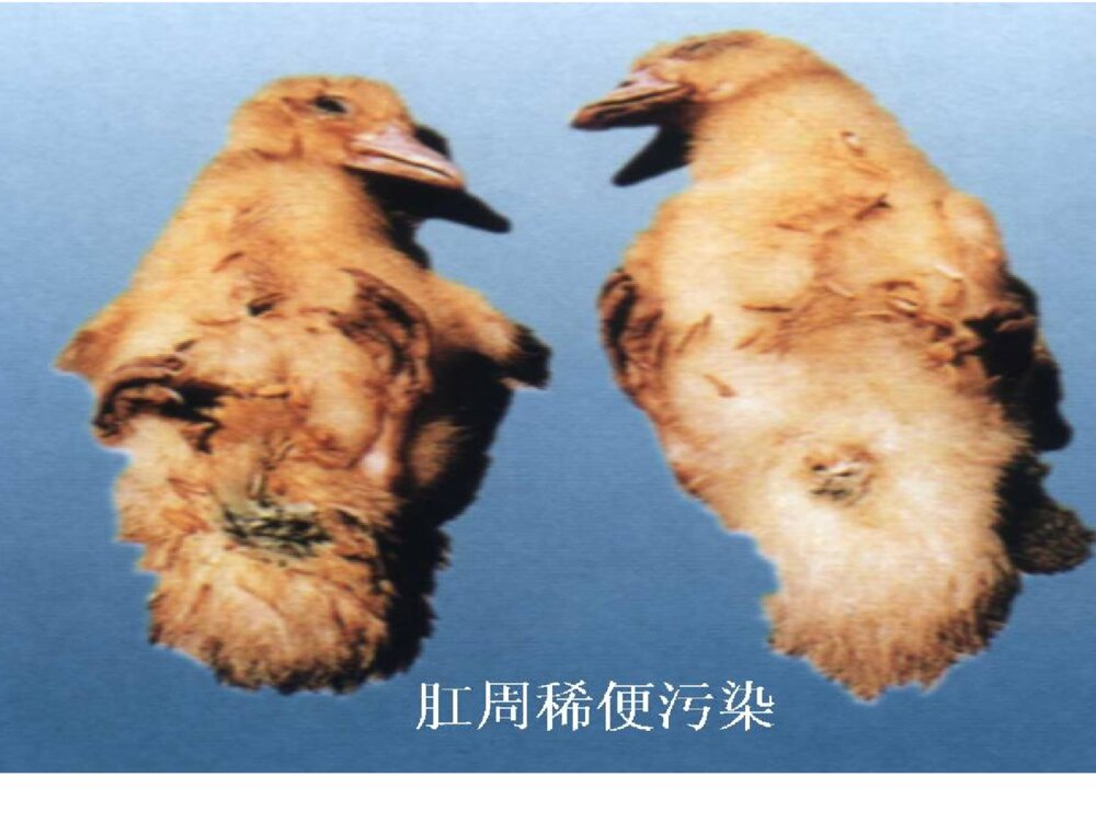 番鸭细小病毒病ppt课件下载7