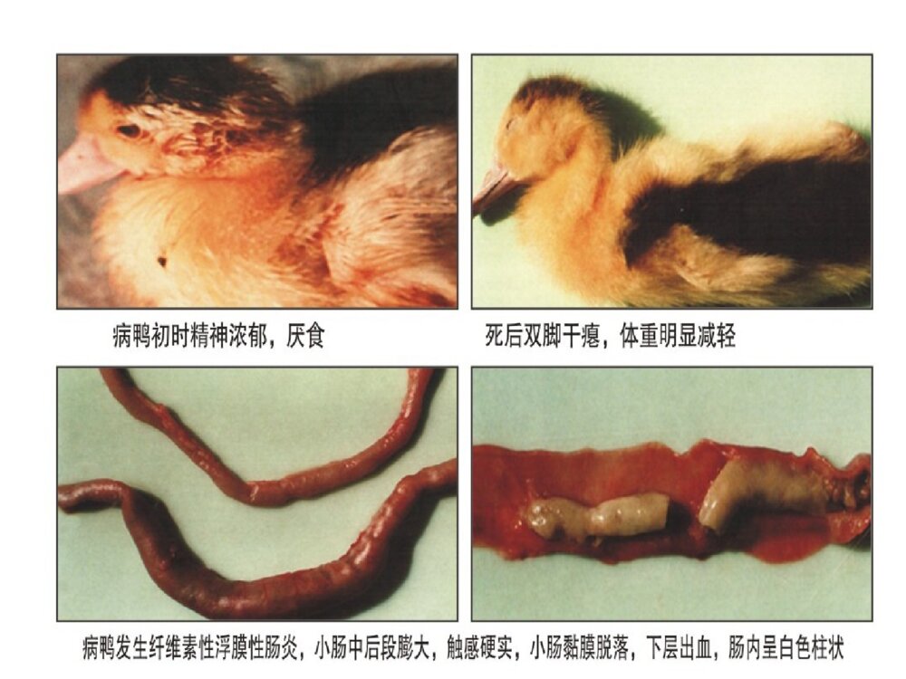 番鸭细小病毒病ppt课件下载8