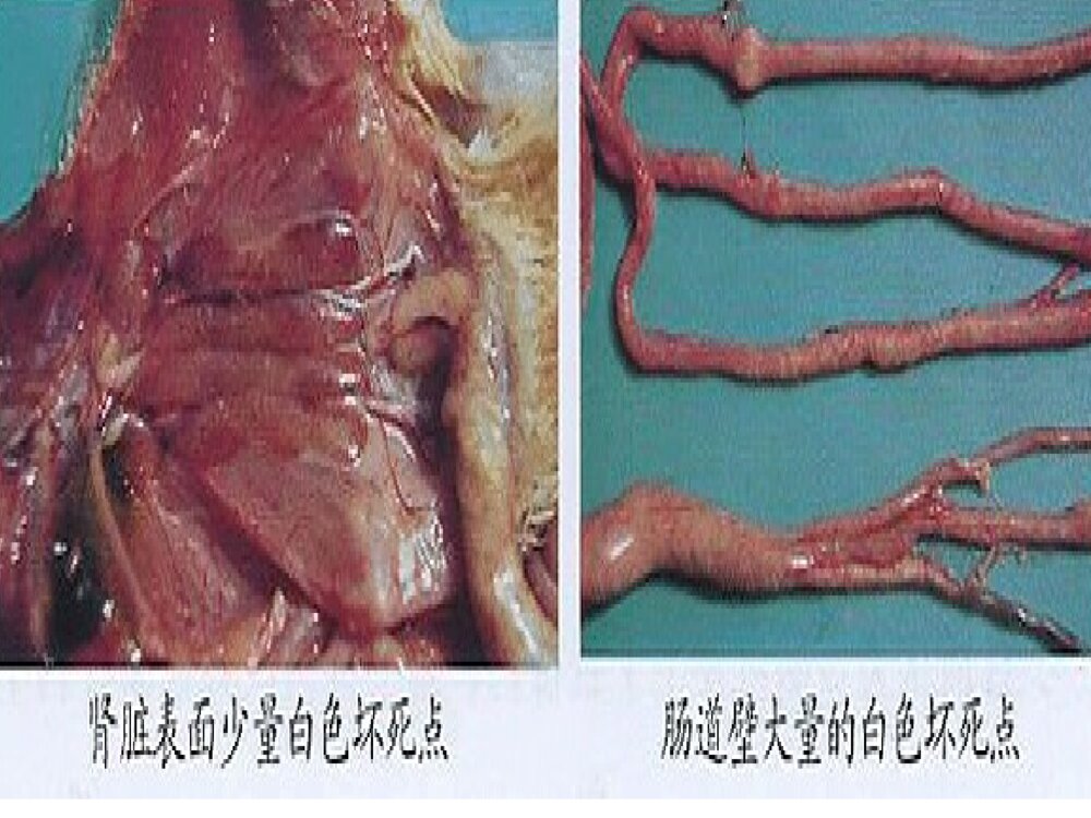 番鸭细小病毒病ppt课件下载10