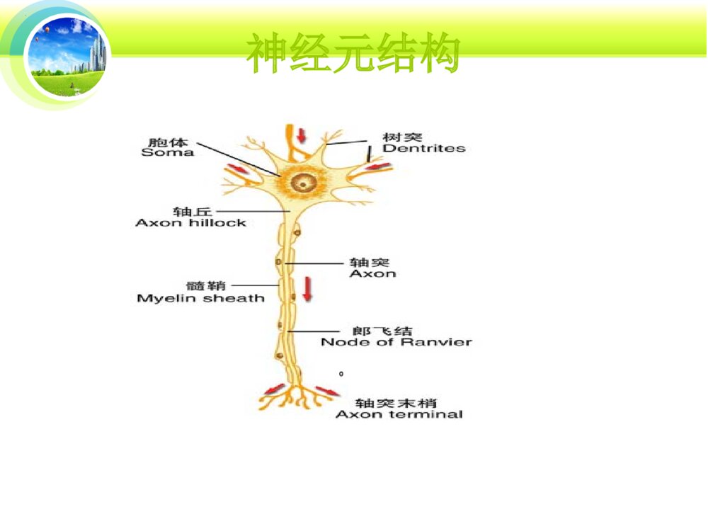 格林巴利综合征的护理ppt课件下载6