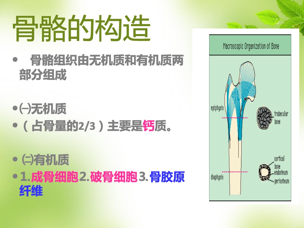 骨质疏松的科普ppt课件3