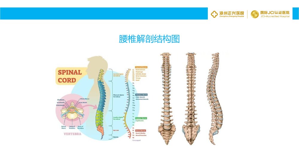 腰椎间盘突出症诊断与治疗PPT课件5
