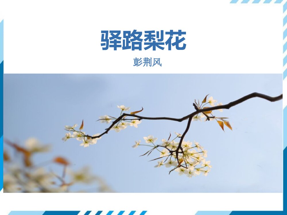部编版七年级下册语文第4单元《14.驿路梨花》PPT教学课件1