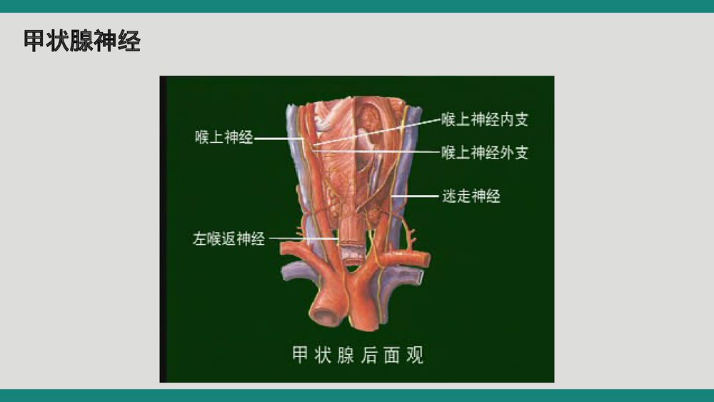 甲状腺术后病人护理查房PPT课件4