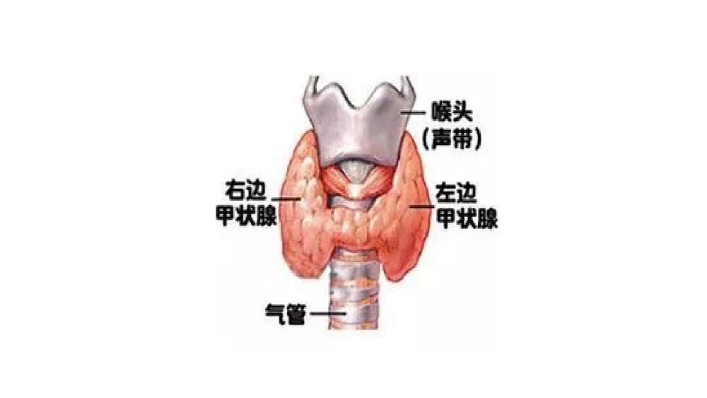 甲状腺癌术后饮食护理PPT课件2
