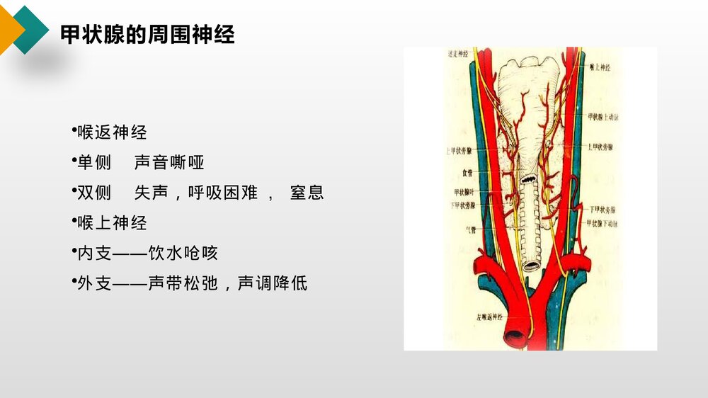甲状腺结节护理查房健康教育PPT课件5