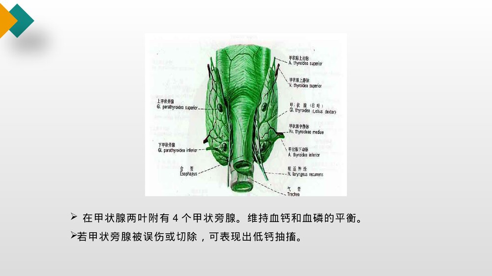 甲状腺结节护理查房健康教育PPT课件7