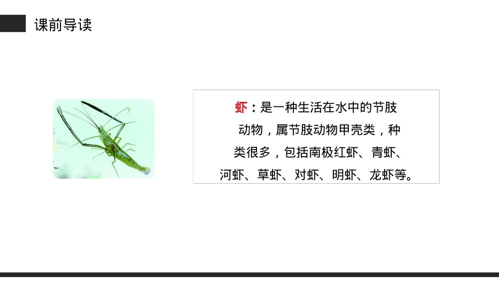 小学三年级语文下册第四单元《小虾》PPT教学课件4