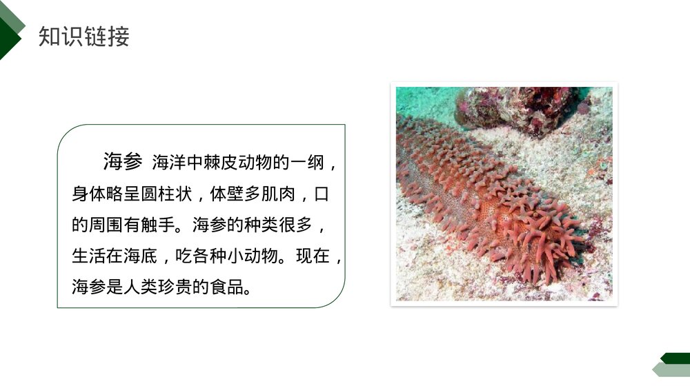小学三年级语文下册第七单元《海底世界》PPT教学课件4