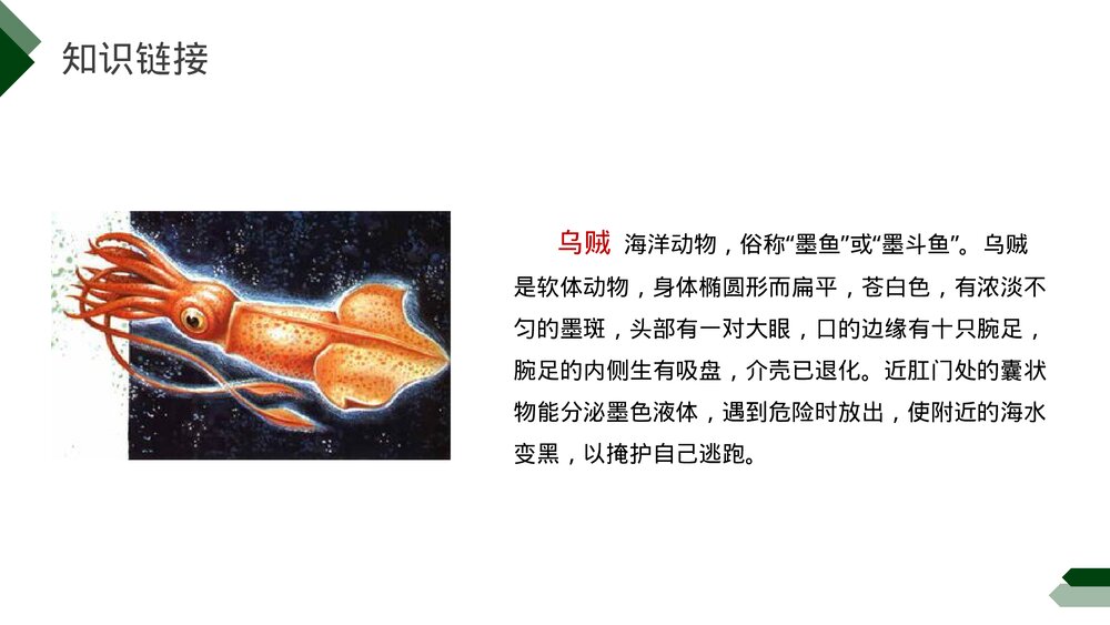 小学三年级语文下册第七单元《海底世界》PPT教学课件5