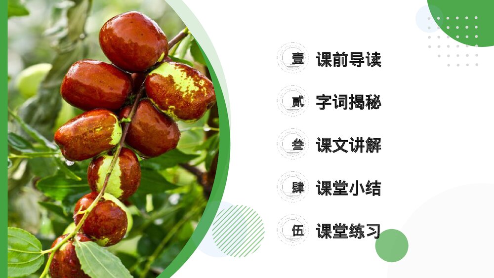 小学三年级语文下册第八单元《枣核》PPT教学课件2