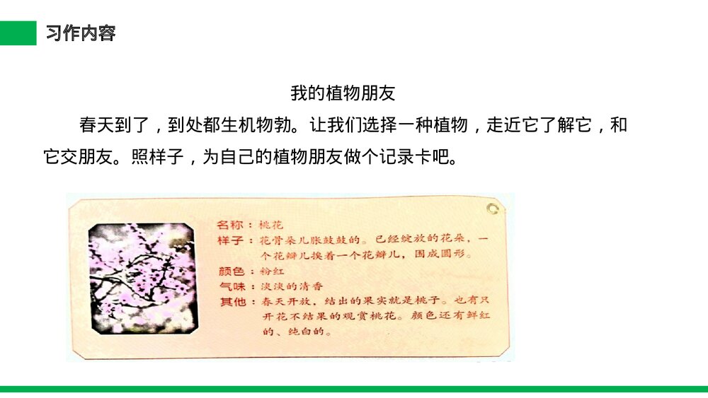 小学三年级语文下册第一单元《习作——我的植物朋友》PPT教学课件4
