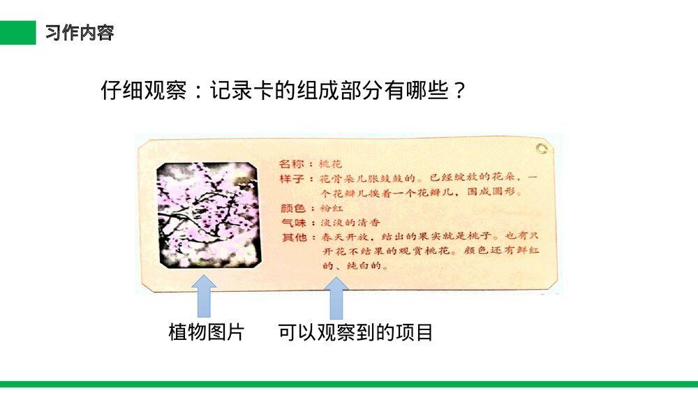 小学三年级语文下册第一单元《习作——我的植物朋友》PPT教学课件5