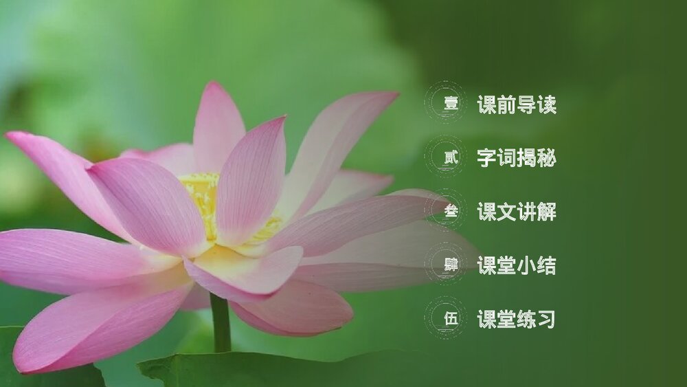 小学三年级语文下册第一单元《荷花》PPT教学课件2