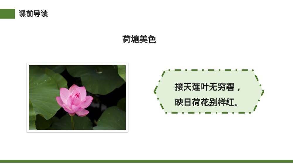 小学三年级语文下册第一单元《荷花》PPT教学课件3