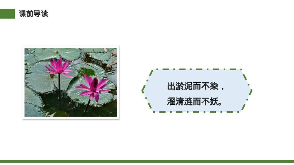 小学三年级语文下册第一单元《荷花》PPT教学课件5