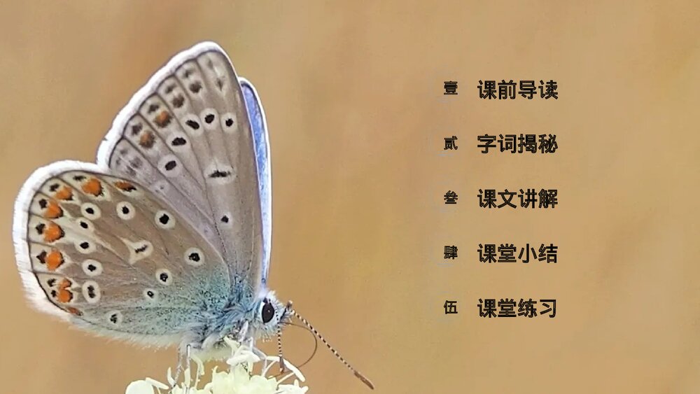 小学三年级语文下册第一单元《昆虫备忘录》PPT教学课件2