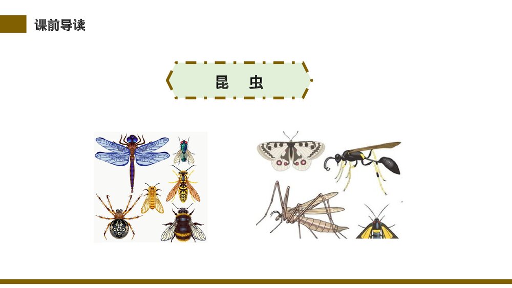 小学三年级语文下册第一单元《昆虫备忘录》PPT教学课件3