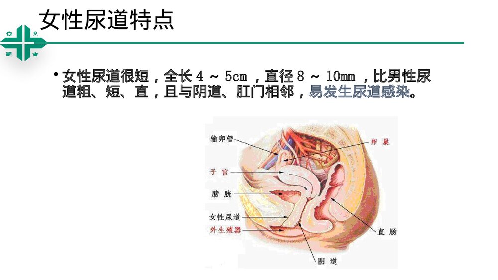 留置导尿技术操作ppt课件5