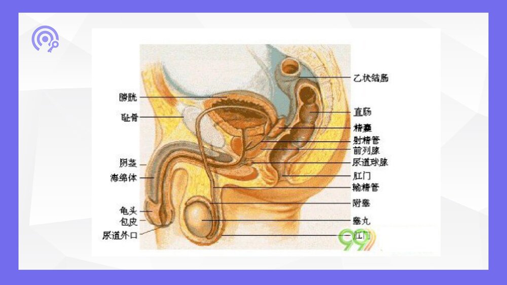 导尿术的操作流程及并发症处理ppt7