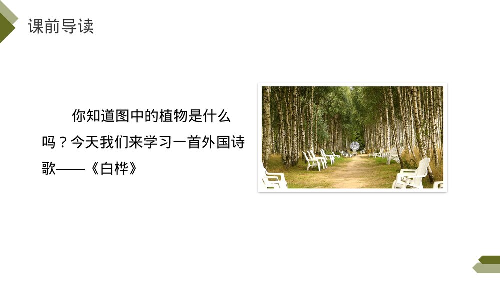 人教版《白桦》四年级语文下册PPT精品课件3