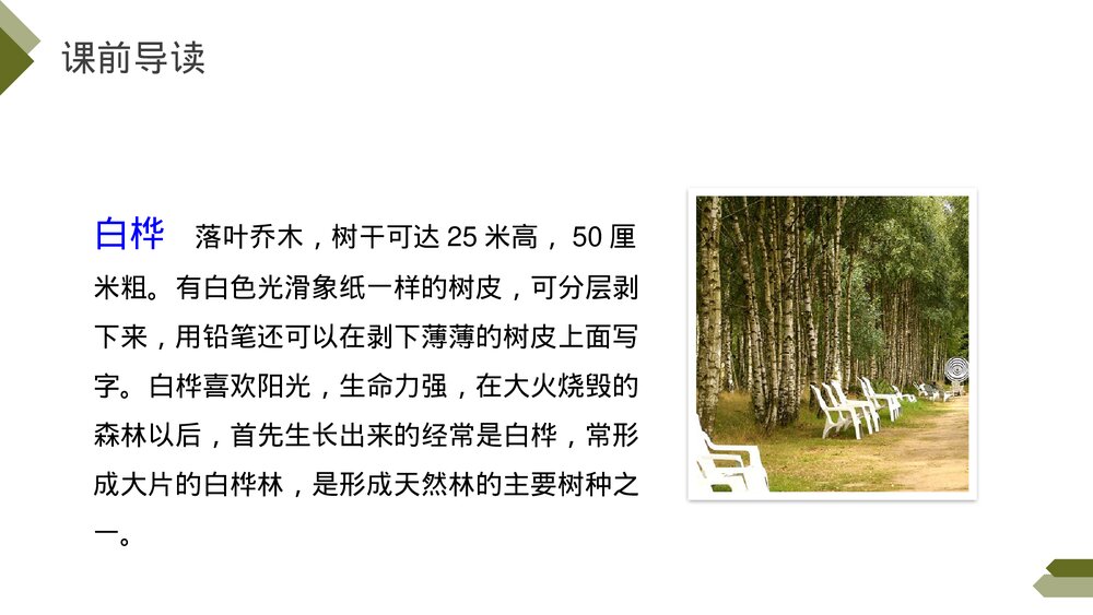 人教版《白桦》四年级语文下册PPT精品课件5