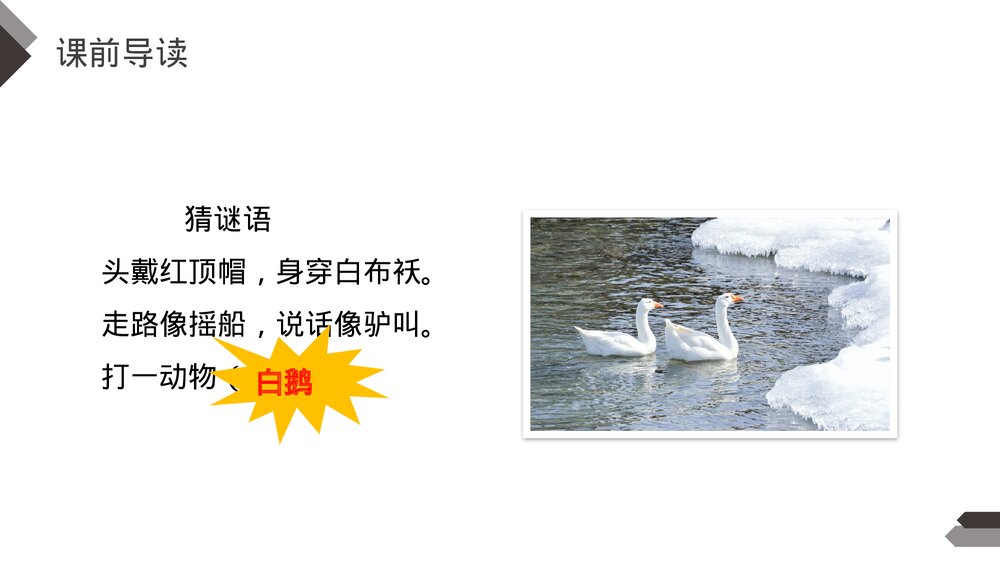 人教版《白鹅》四年级语文下册PPT精品课件3